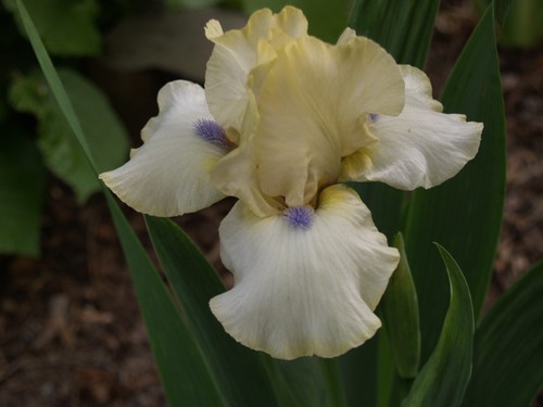 Schwertlilie iris what - schwertlilie, "